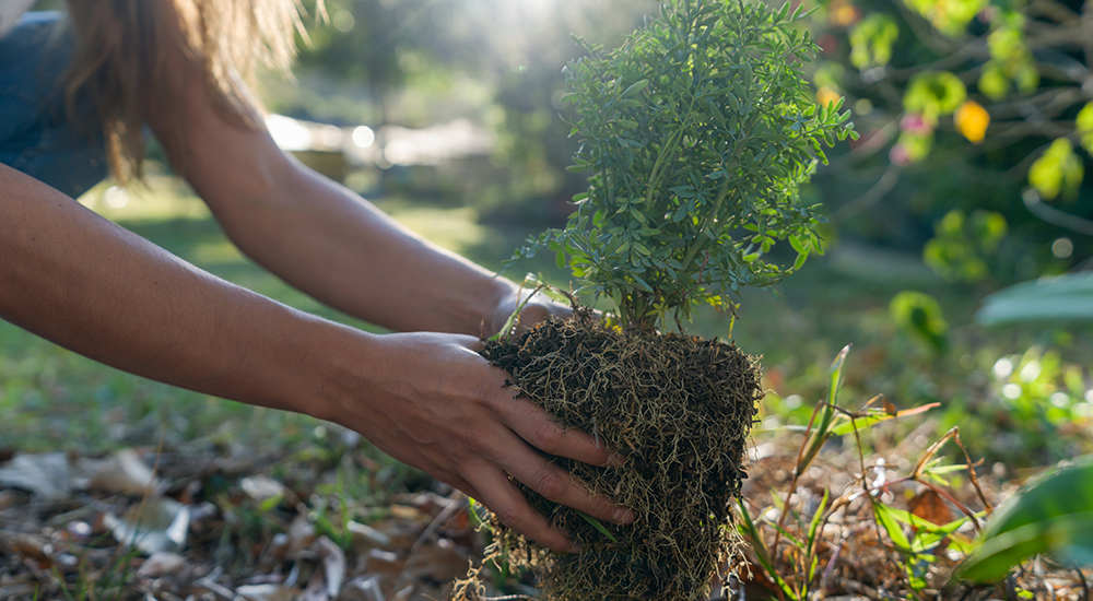 ct-hw-pelsis-case-study-journey-to-sustainable-business-travel-2